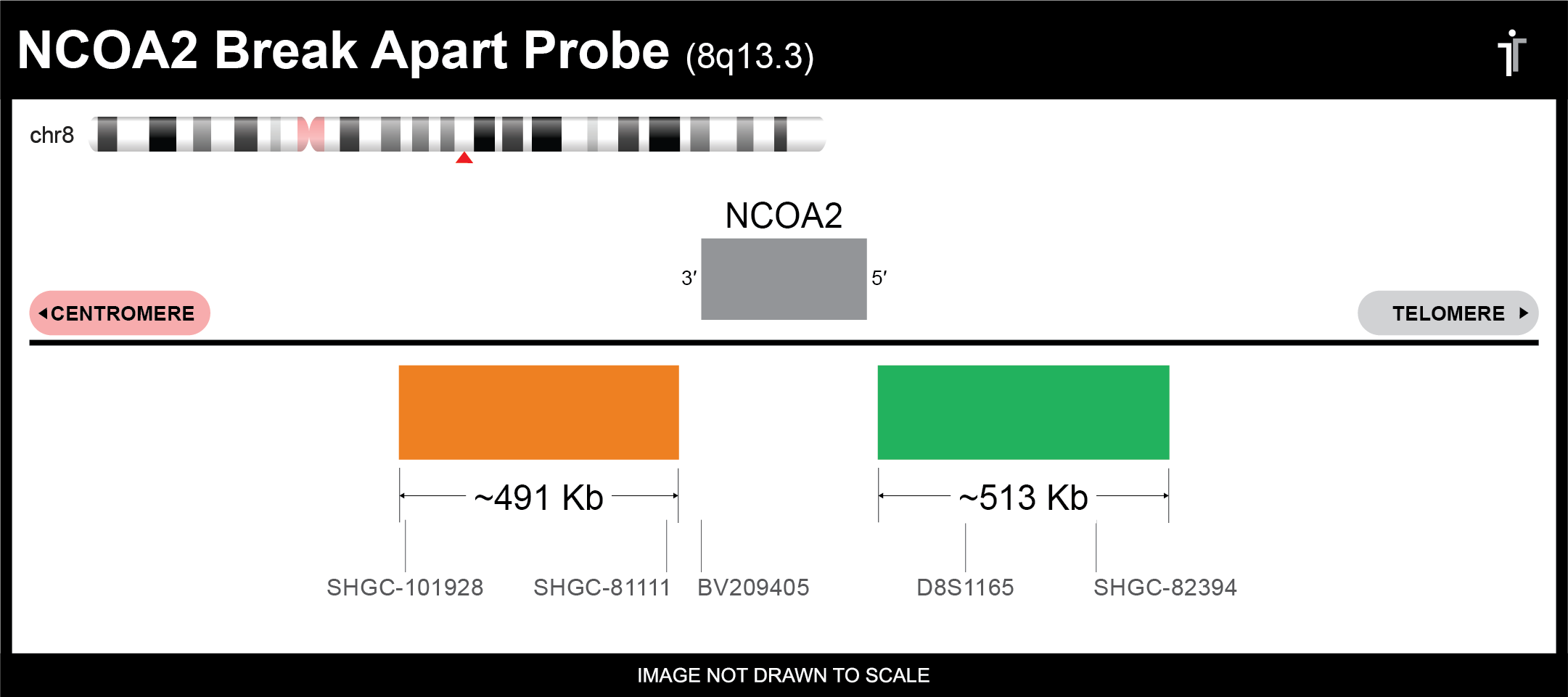 NCOA2 break apart FISH probe